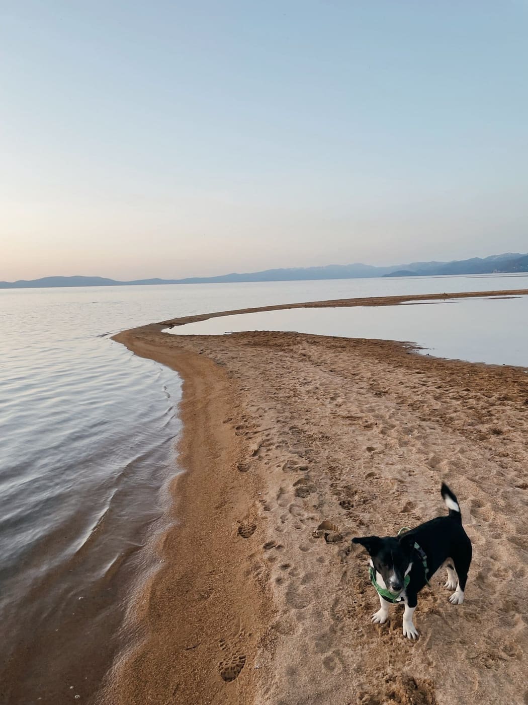 A dog on a Lake Tahoe sandbar at dusk